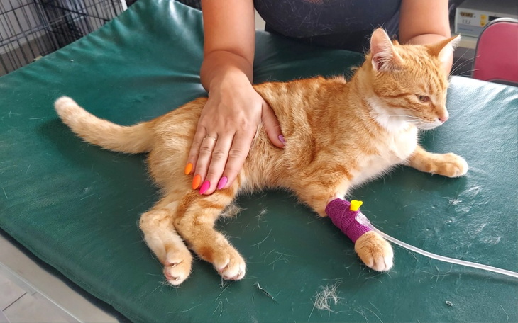 Zbiórka Zbiórka dla Mijasza - zdjęcie główne