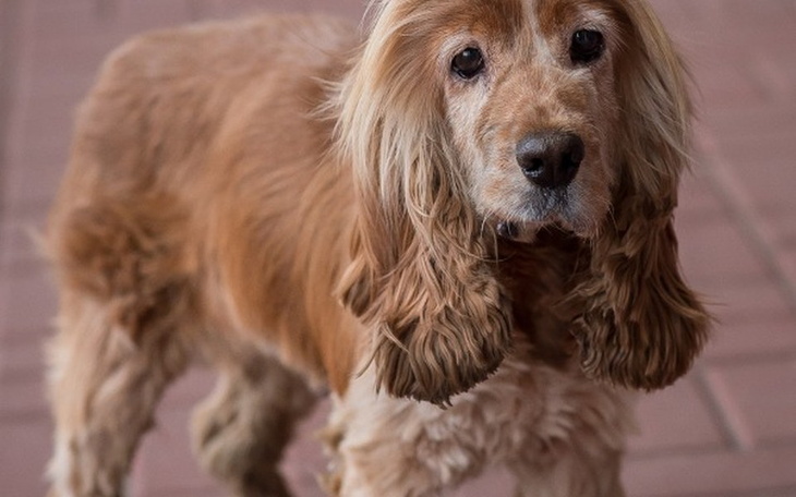 Zbiórka Transport po nowe życie - zdjęcie główne