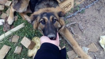 Zbiórka Kojec dla psa - miniaturka zdjęcia