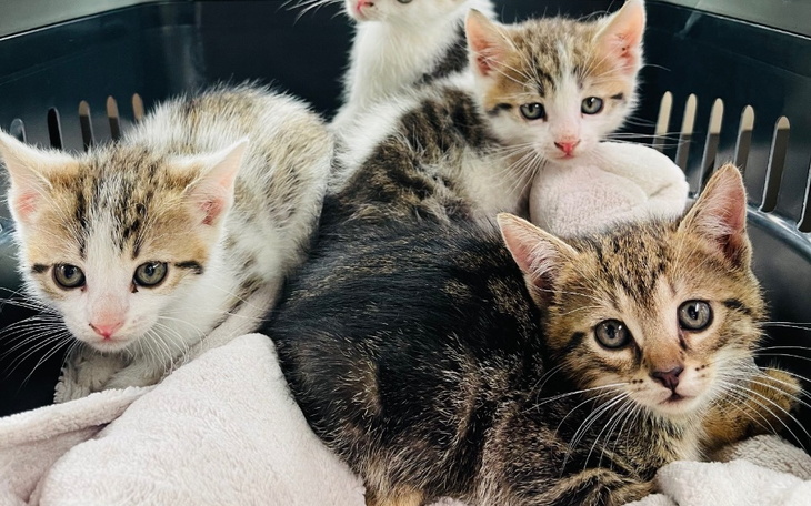 Zbiórka Kociaki miot pierwszy - zdjęcie główne