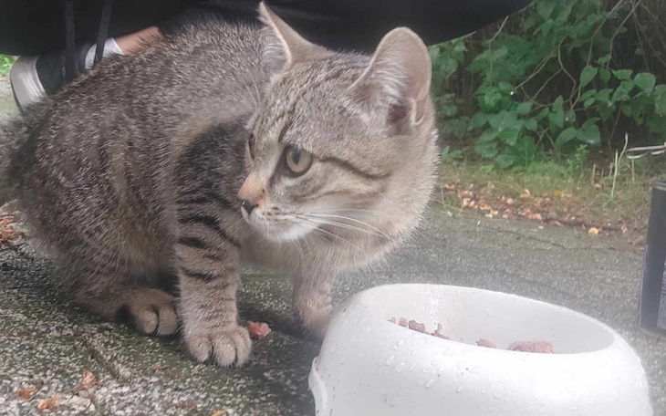 Zbiórka Miauczące, trzęsące ze strachu - zdjęcie główne