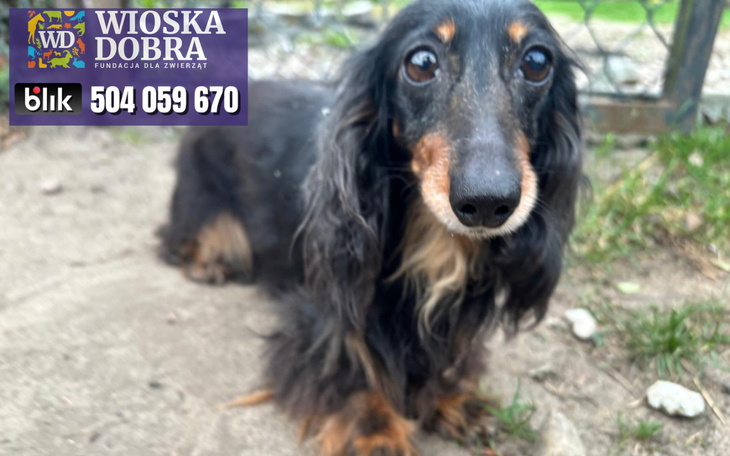 Pies rasy jamnik w ogrodzie, z ciekawym spojrzeniem.