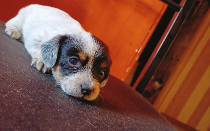 Zbiórka Operacja Lunci. - zdjęcie główne