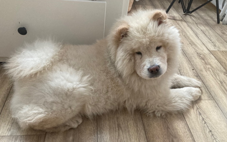 Zbiórka Operacja oczu - Perła - zdjęcie główne