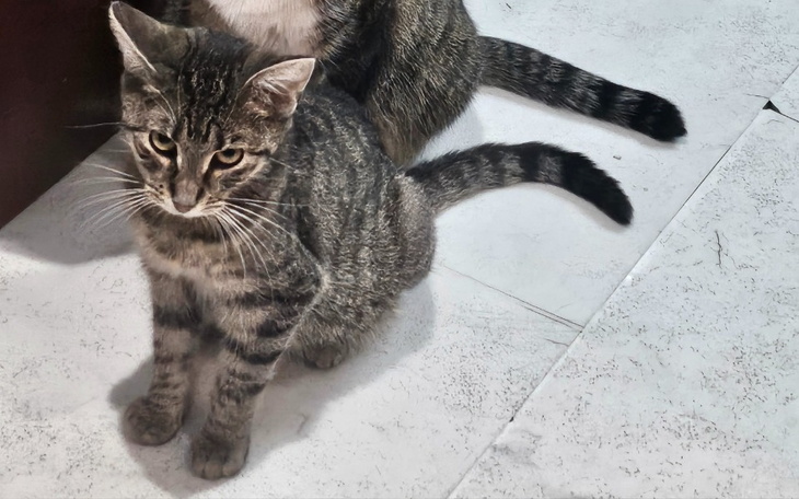 Młody kotek bawiący się w domu, pełen energii.