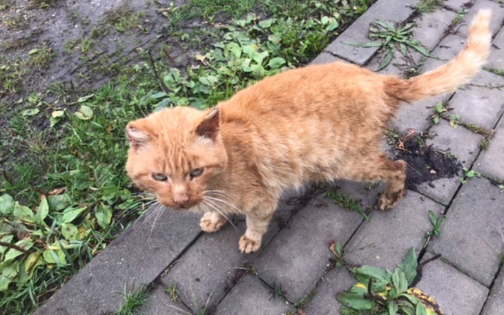Zbiórka Rudy dzikusek niknie w oczach - zdjęcie główne