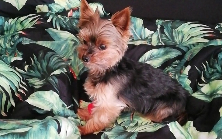 Zbiórka Wielka Pomoc - zdjęcie główne