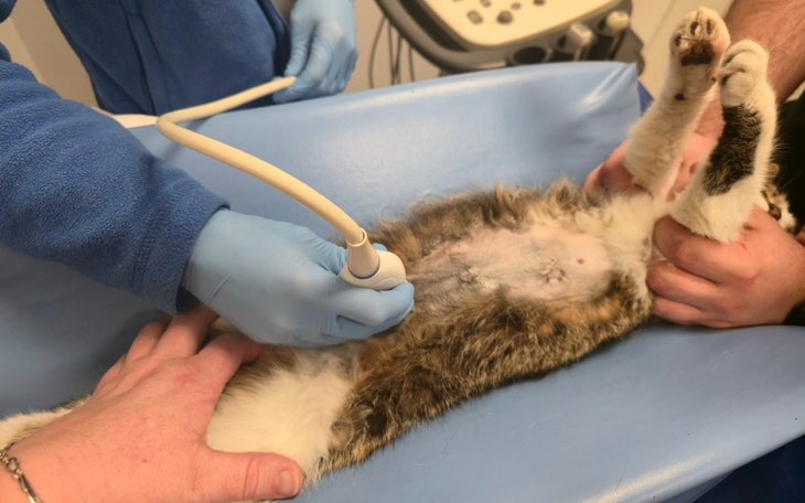 Kot podczas badania weterynaryjnego, z rękami lekarzy.