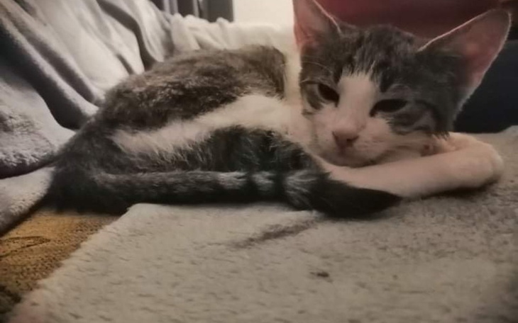 Zbiórka Pomóżcie nam uratować Krokusa - zdjęcie główne