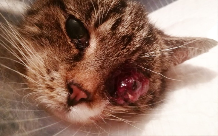 Zbiórka Poturbowana kicia - zdjęcie główne