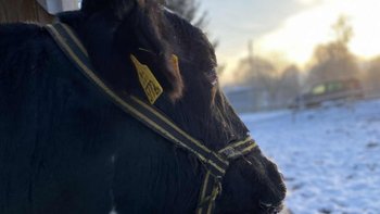 Zbiórka Migotkowy Bazarek - miniaturka zdjęcia