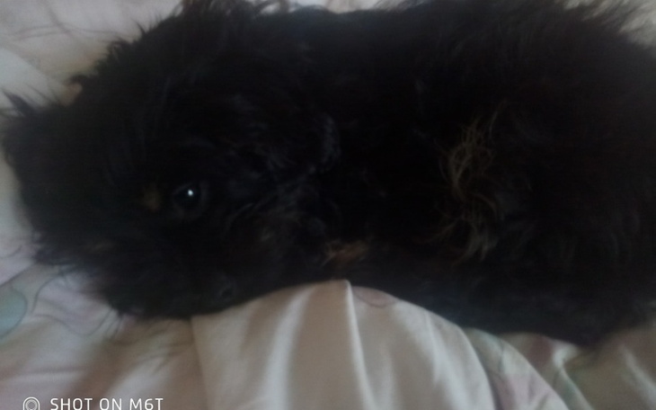 Zbiórka Zbiórka na operację pieska. - zdjęcie główne