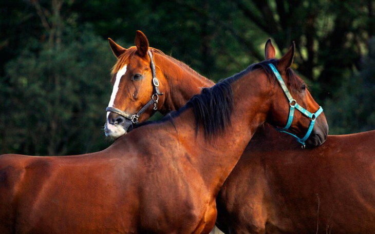 Zbiórka Pomóż przetrwać ocalonym koniom - zdjęcie główne