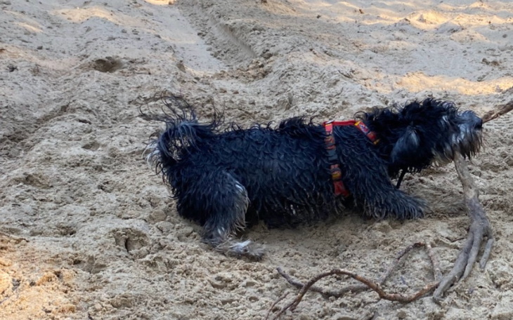 Zbiórka Leczenie psiaka Kai - zdjęcie główne