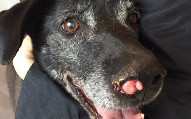 Zbiórka Ratujemy schroniskową staruszkę! - zdjęcie główne