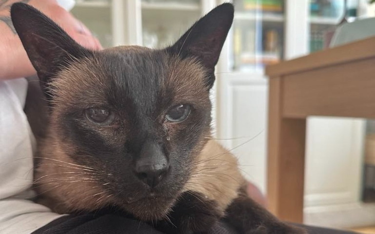 Zbiórka Kocie badania - zdjęcie główne