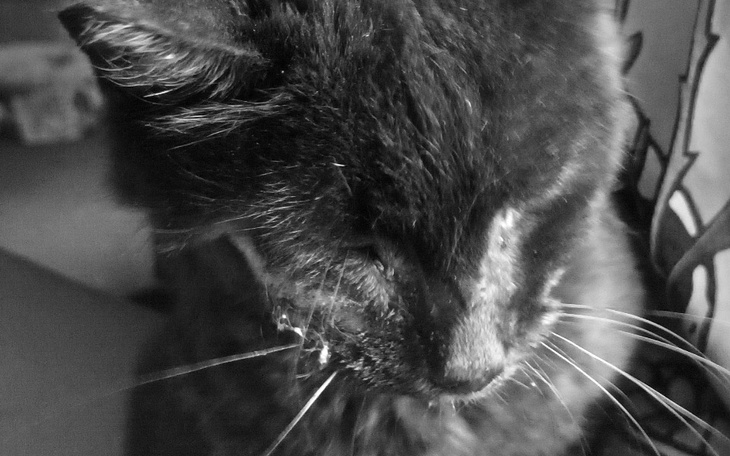 Zbiórka Puma - bezdomna stara kotka - zdjęcie główne