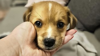 Zbiórka Żarełko - miniaturka zdjęcia