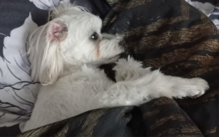 Biały piesek leżący na kocu, zrelaksowany.