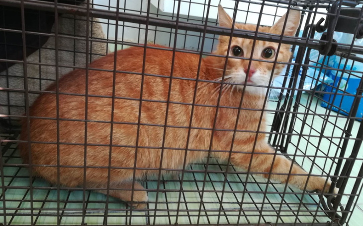 Zbiórka Kocia rodzinka ze szpitala - zdjęcie główne