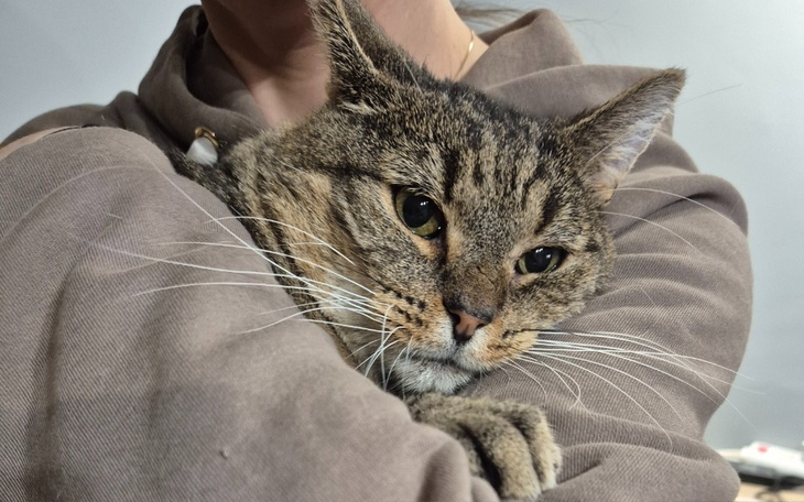 Kot w objęciach właściciela, spokojny i zrelaksowany.