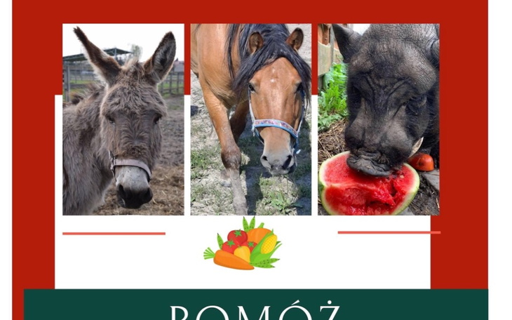 Zbiórka Pomóż Przystaniowym zwierzakom - zdjęcie główne