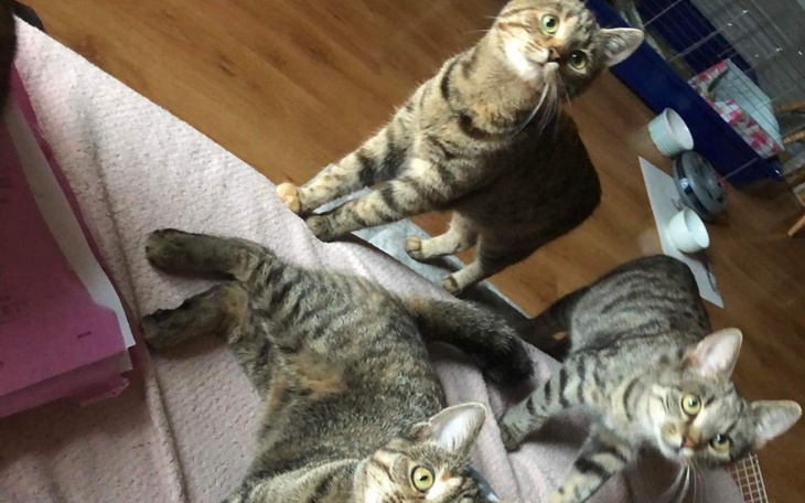 Zbiórka Pełna kocia micha - zdjęcie główne