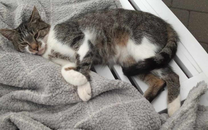 Zbiórka Szaraczek woła o pomoc. - zdjęcie główne