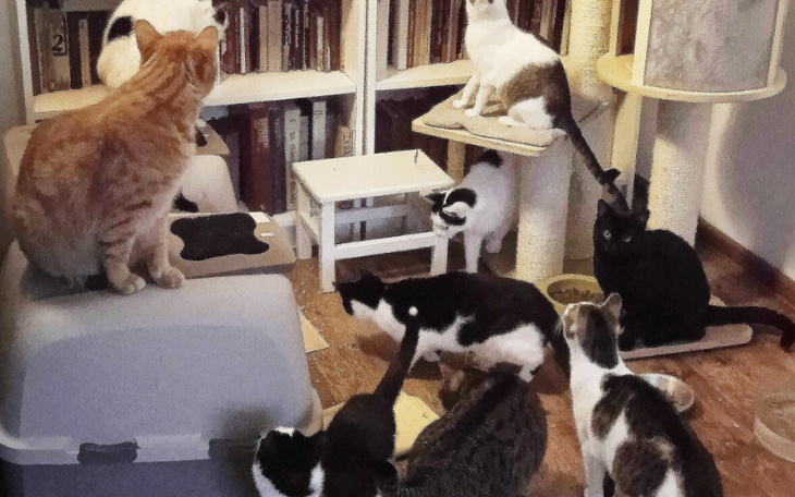 Zbiórka Lodówka dla kociego domu - zdjęcie główne