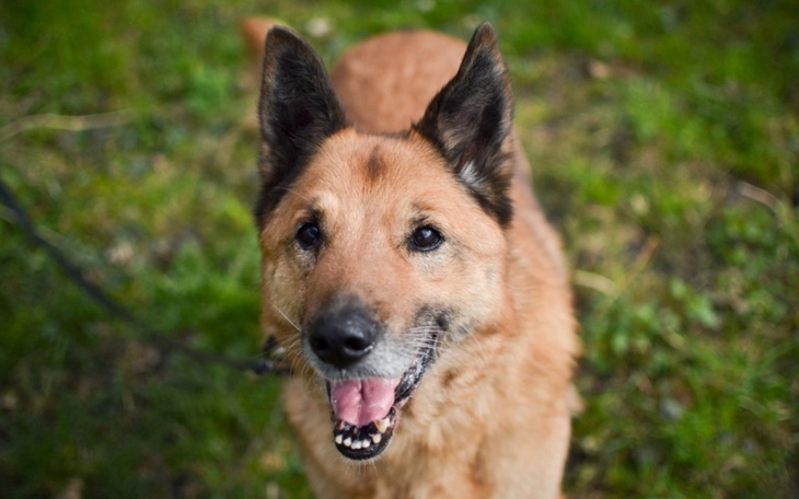 Zbiórka Zbiórka dla Zwierząt HelpeR - zdjęcie główne