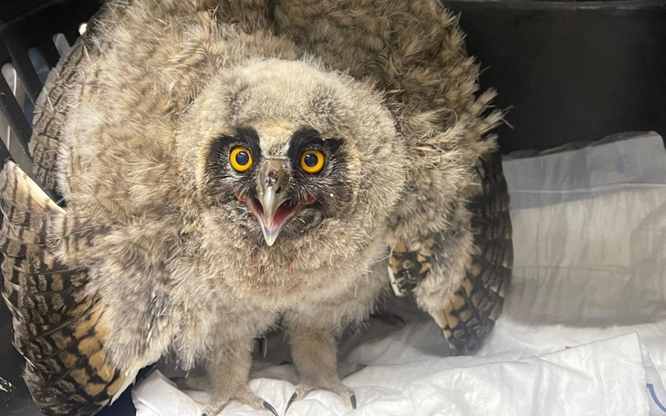 Młody puchacz z szeroko otwartymi oczami, w klatce.