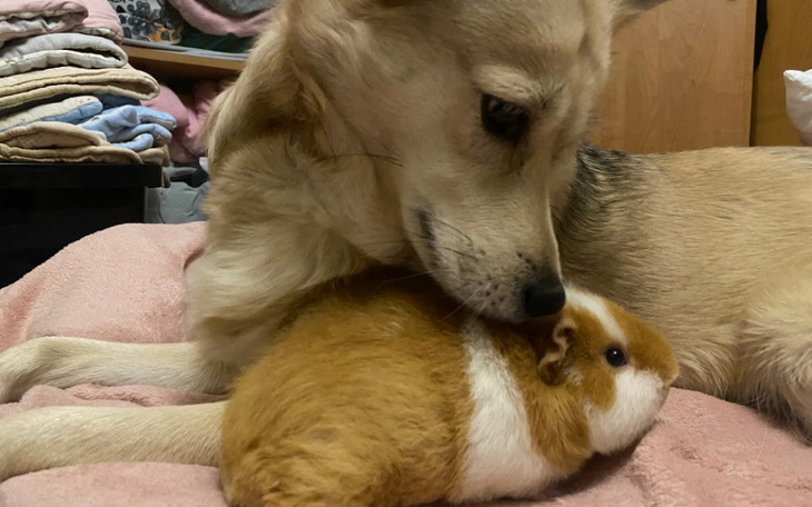 Zbiórka Pomoc dla świnek,kotków i piesi - zdjęcie główne