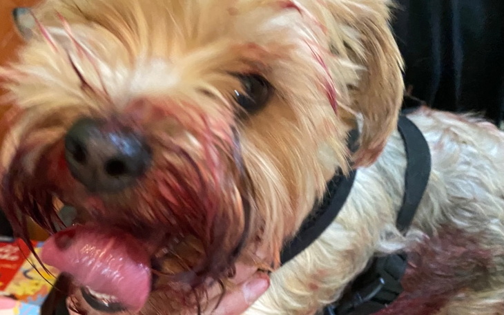 Zbiórka Leczenie suni Lili - zdjęcie główne