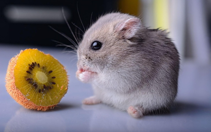 Zbiórka Na chomika dla brata - zdjęcie główne