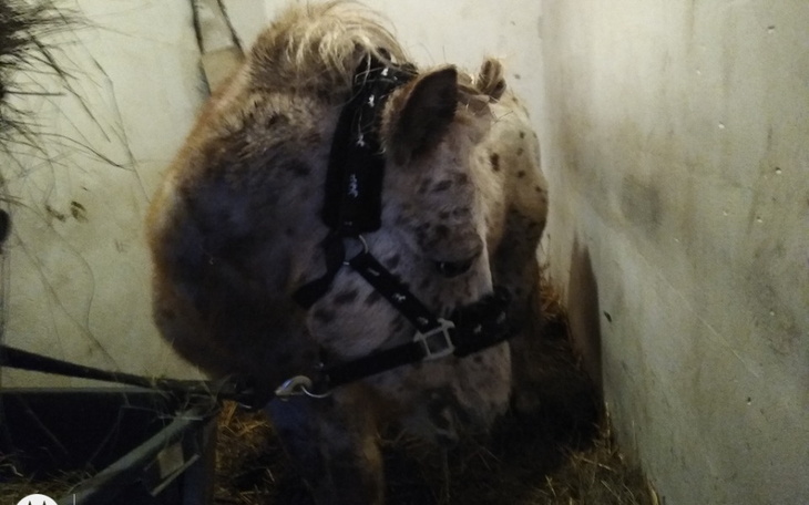 Zbiórka Na sprzęt dla mojego konia - zdjęcie główne