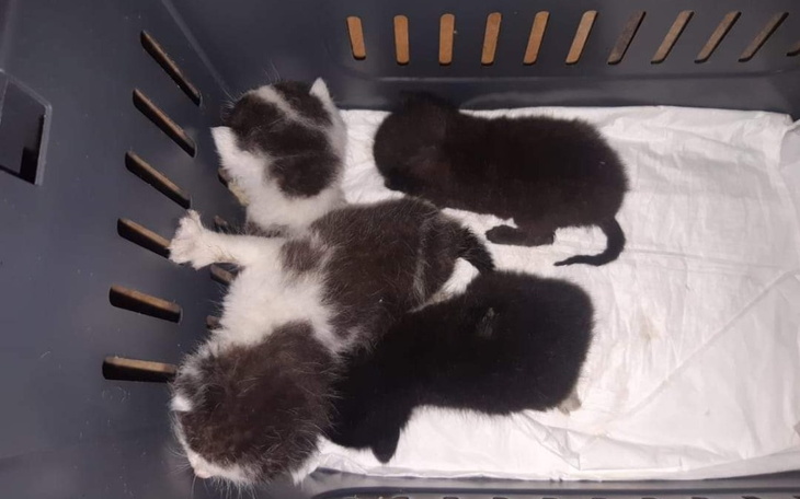 Zbiórka Dla kotków 2021 - zdjęcie główne