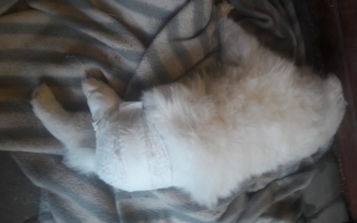 Zbiórka Stabilizacja złamanego uda - zdjęcie główne