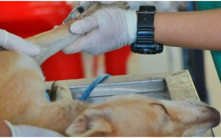 Zbiórka Na trudną operacje dla psa - zdjęcie główne