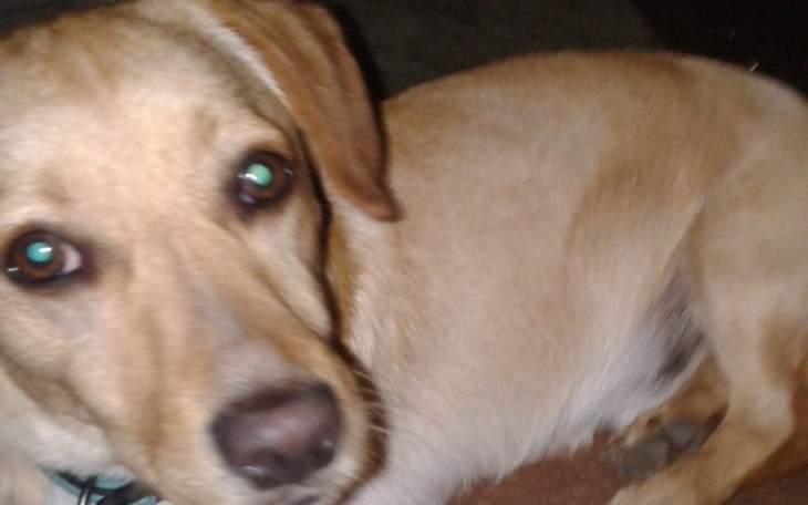 Zbiórka Uratujmy łapkę Dina😐 - zdjęcie główne