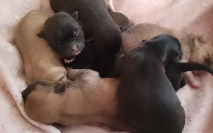 Zbiórka Dla piesków na weterynarza - zdjęcie główne