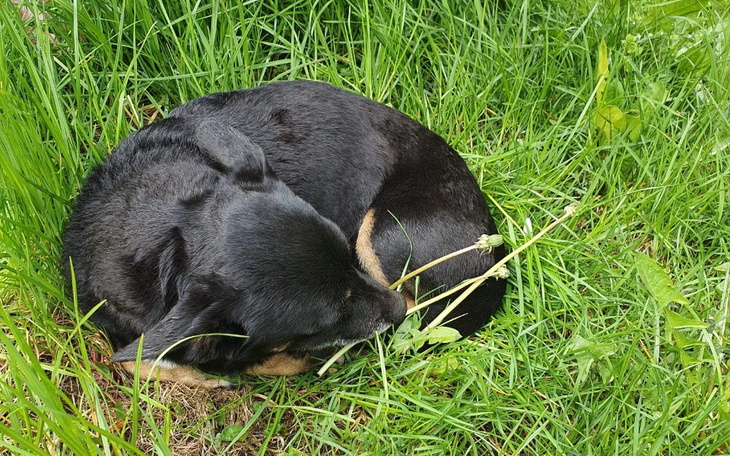 Zbiórka Dwie nowe mordki - zdjęcie główne