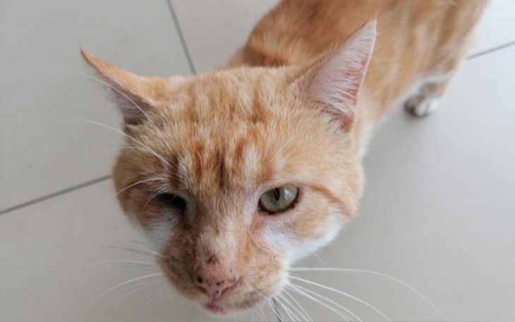 Zbiórka RYSIEK - operacja OKA - zdjęcie główne