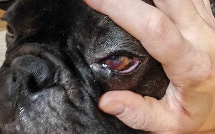 Zbiórka Zabieg implantowania rogówki - zdjęcie główne