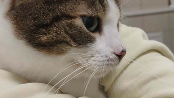 Zbiórka Opłacenie leczenia Robercika - miniaturka zdjęcia