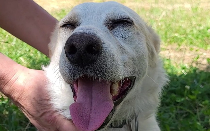 Zbiórka Majlo zbiera na operację - zdjęcie główne