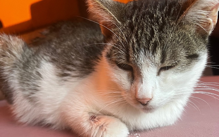 Zbiórka Walczymy o życie Bezy - zdjęcie główne