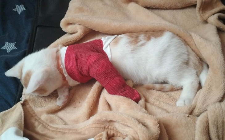 Zbiórka Zbieram na leczenie kotks - zdjęcie główne