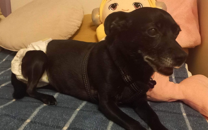 Zbiórka By móc chodzić. - zdjęcie główne