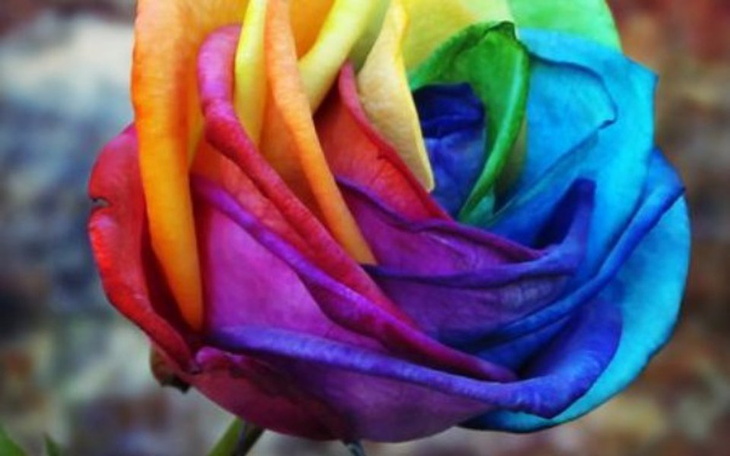 Zbiórka Róże dla dziewczyny - zdjęcie główne