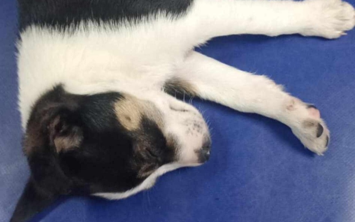 Zbiórka Walka Lili o ŻYCIE - zdjęcie główne